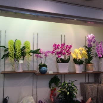 Some of these orchid arrangements were priced around $300 USD.
